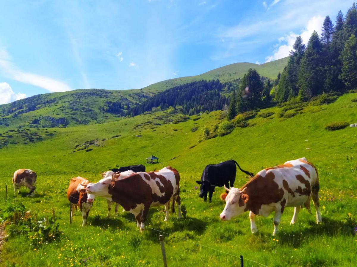 Eko Katun Damjanovic - Bjelasica Mojkovac Dış mekan fotoğraf
